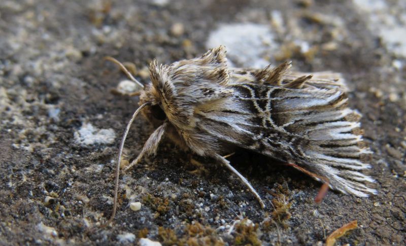 Falena siciliana 14 - Omphalophana serrata (cfr.), Noctuidae